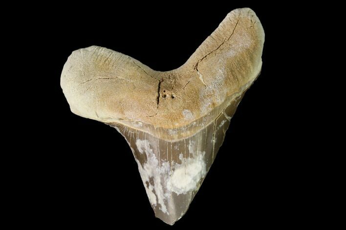 Fossil Shark (Cretoxyrhina) Tooth - Kansas #142963